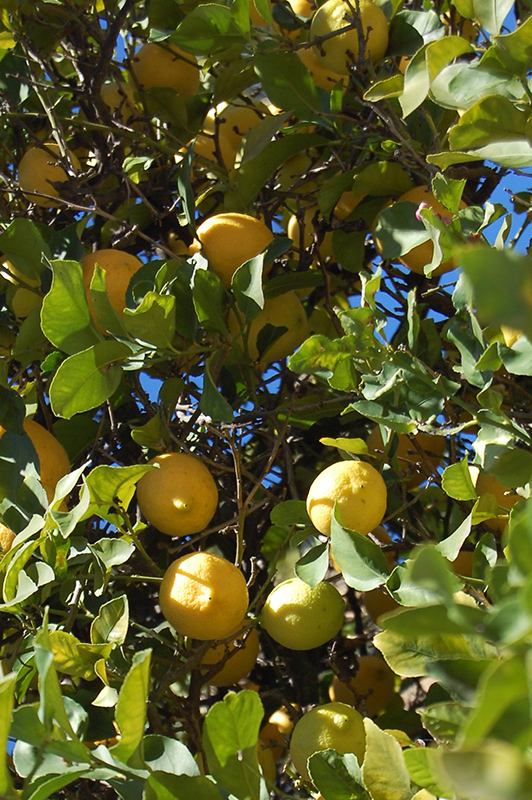 Lemon (Citrus limon) at Pesche's Garden Center