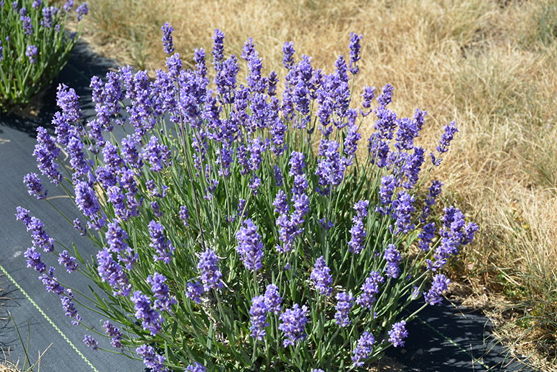 Super Lavender (Lavandula x intermedia 'Super') at Pesche's Garden Center