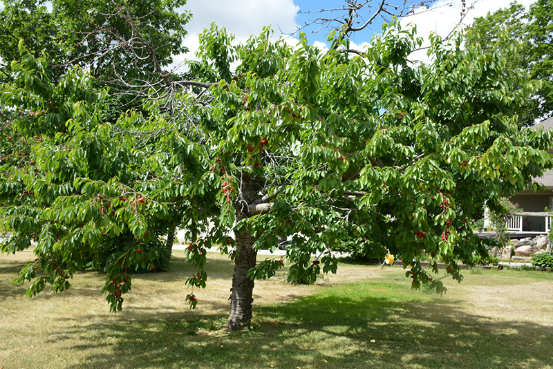 Bing Cherry (Prunus avium 'Bing') at Pesche's Garden Center