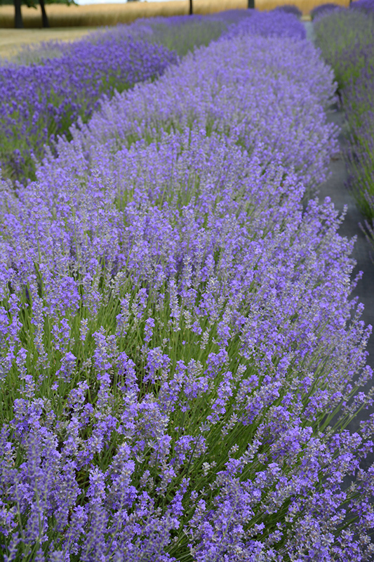 Dark Supreme Lavender (Lavandula angustifolia 'Dark Supreme') at Pesche's Garden Center