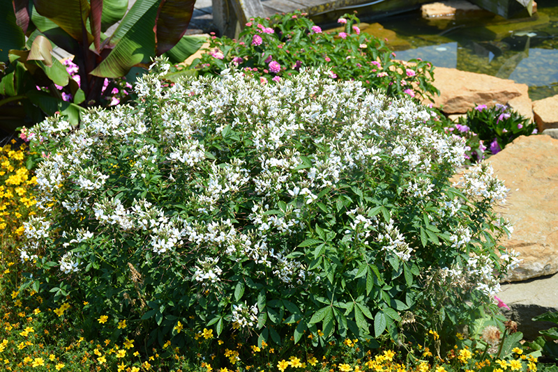 Senorita Blanca Spiderflower (Cleome 'INCLESBIMP') at Pesche's Garden Center