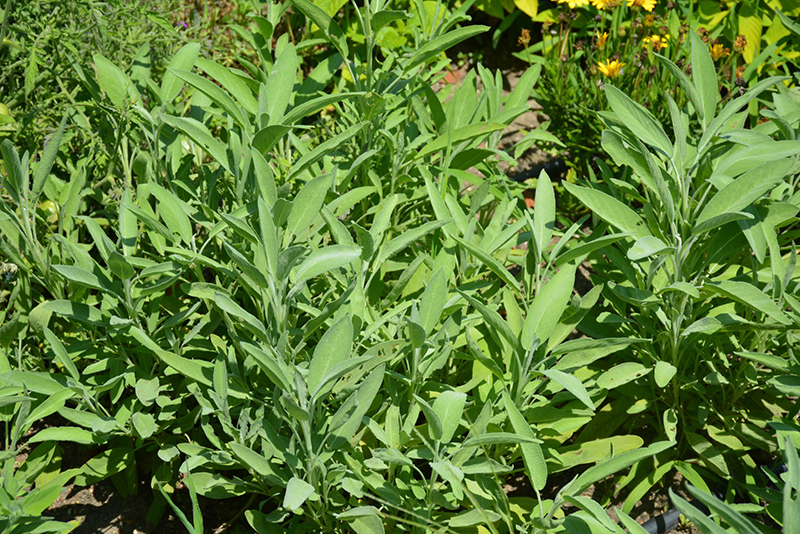 Common Sage (Salvia officinalis) at Pesche's Garden Center