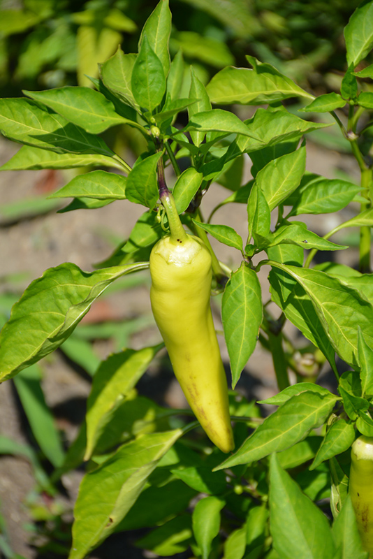 Hungarian Yellow Wax Sweet Pepper (Capsicum annuum 'Hungarian Yellow Wax') at Pesche's Garden Center