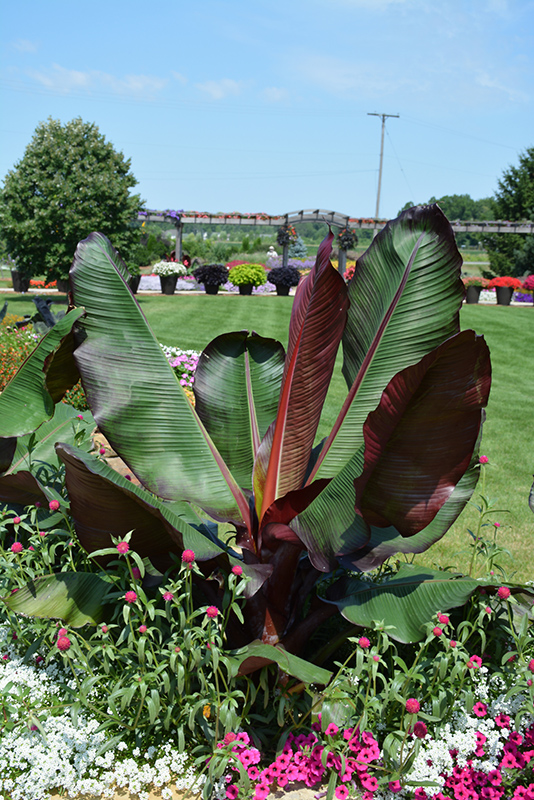 Red Banana (Ensete ventricosum 'Maurelii') at Pesche's Garden Center