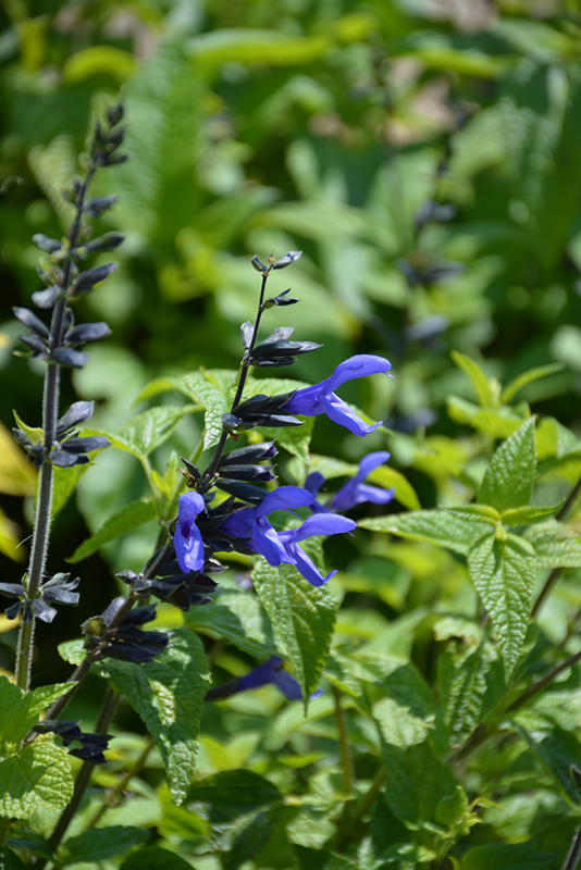 Black And Blue Anise Sage (Salvia guaranitica 'Black And Blue') at Pesche's Garden Center