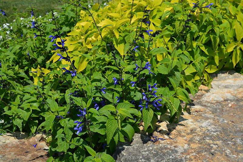 Black And Blue Anise Sage (Salvia guaranitica 'Black And Blue') at Pesche's Garden Center