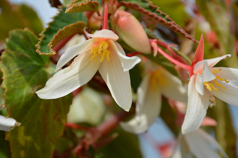 Bossa Nova Pure White Begonia (Begonia boliviensis 'Bossa Nova Pure White') at Pesche's Garden Center