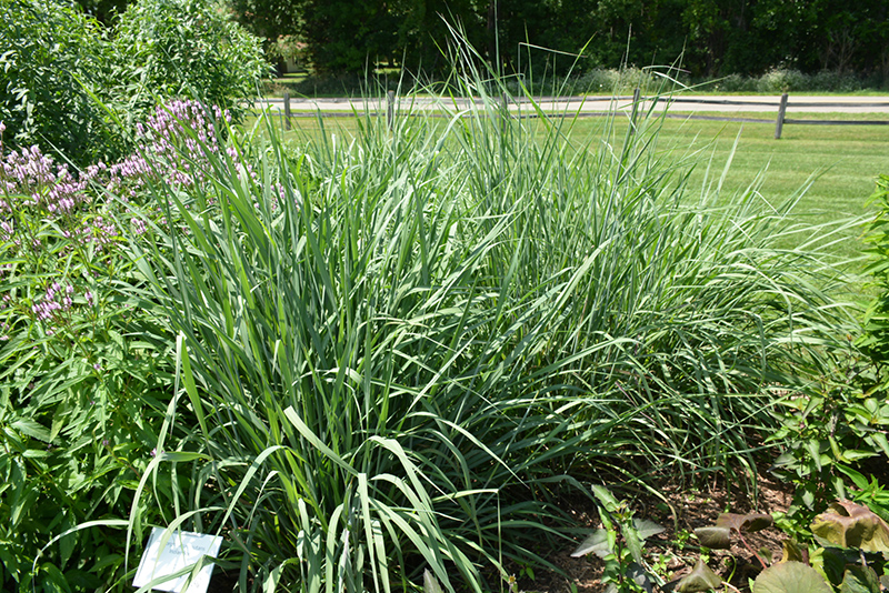 Indian Grass (Sorghastrum nutans) at Pesche's Garden Center