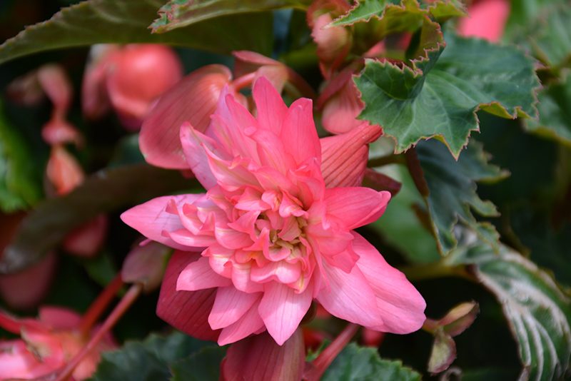 Funky Pink Begonia (Begonia 'Funky Pink') at Pesche's Garden Center