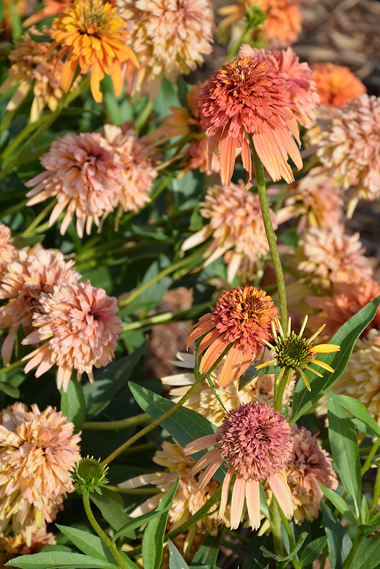 Cone-fections Marmalade Coneflower (Echinacea 'Marmalade') at Pesche's Garden Center