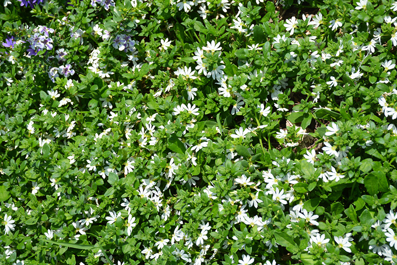Scampi White Fan Flower (Scaevola aemula 'Scampi White') at Pesche's Garden Center