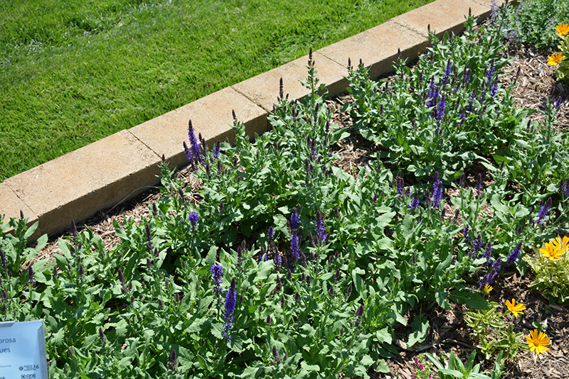 Lyrical Blues Meadow Sage (Salvia nemorosa 'Balyriclu') at Pesche's Garden Center