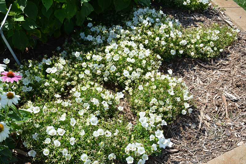 Rapido White Bellflower (Campanula carpatica 'Rapido White') at Pesche's Garden Center