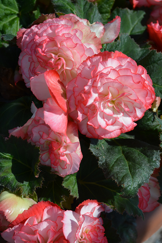 Nonstop Rose Petticoat Begonia (Begonia 'Nonstop Rose Petticoat') at Pesche's Garden Center