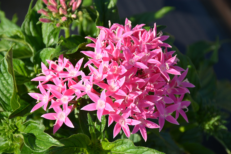 BeeBright Pink Star Flower (Pentas lanceolata 'BeeBright Pink') at Pesche's Garden Center