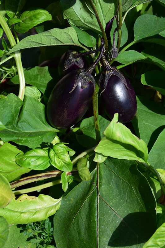 Patio Baby Eggplant (Solanum melongena 'Patio Baby') at Pesche's Garden Center