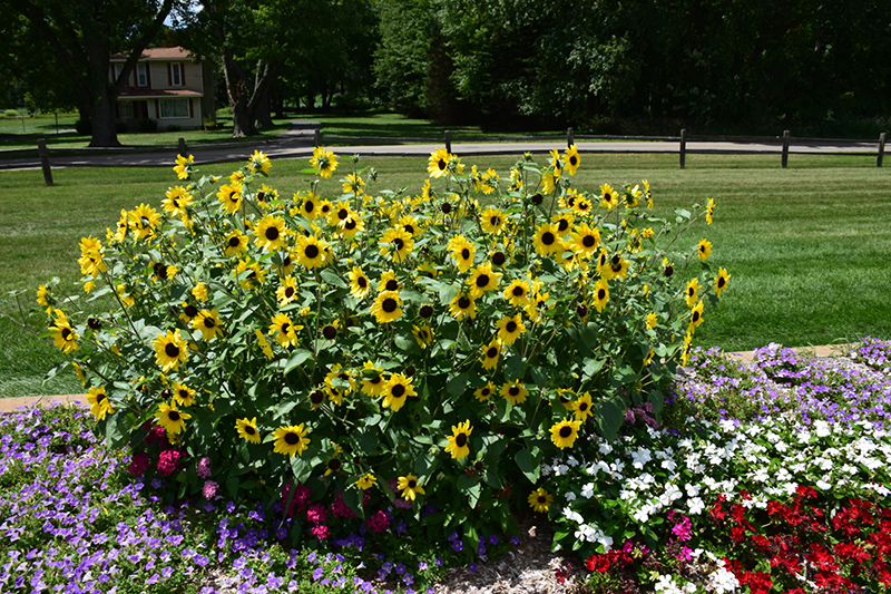 Sunfinity Sunflower (Helianthus 'Sunfinity') at Pesche's Garden Center