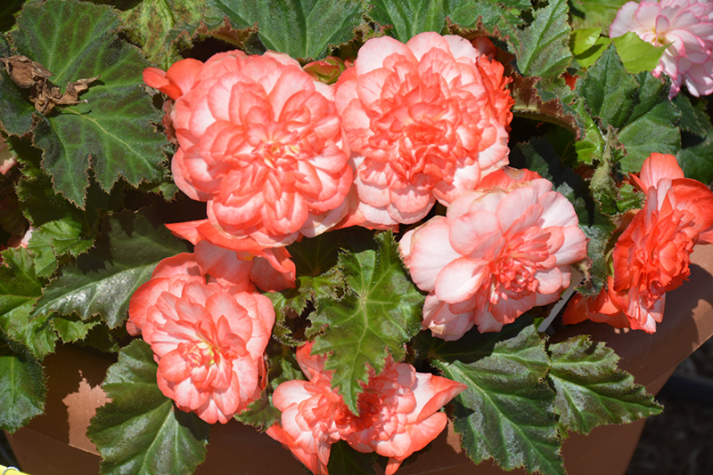 Nonstop Rose Petticoat Begonia (Begonia 'Nonstop Rose Petticoat') at Pesche's Garden Center