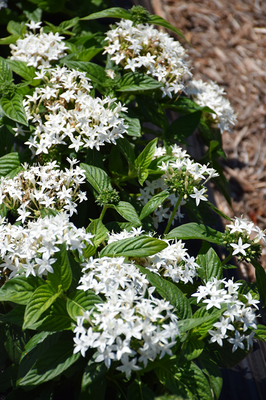 BeeBright White Star Flower (Pentas lanceolata 'BeeBright White') at Pesche's Garden Center