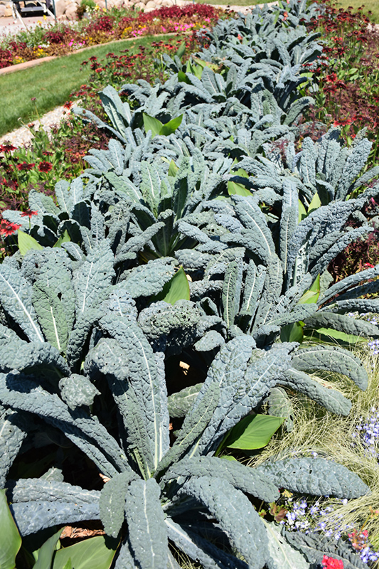 Black Magic Kale (Brassica oleracea var. sabellica 'Black Magic') at Pesche's Garden Center