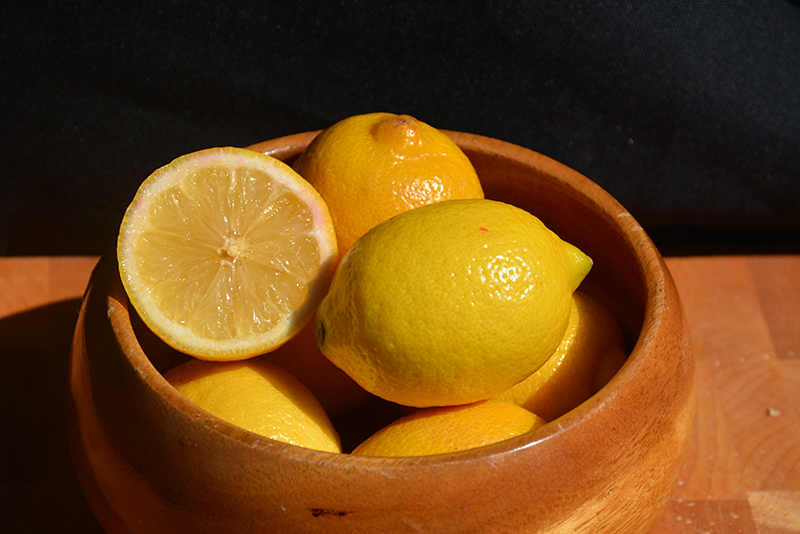 Meyer Dwarf Lemon (Citrus x meyeri 'Meyer Dwarf') at Pesche's Garden Center