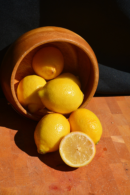 Improved Meyer Lemon (Citrus x meyeri 'Meyer Improved') at Pesche's Garden Center