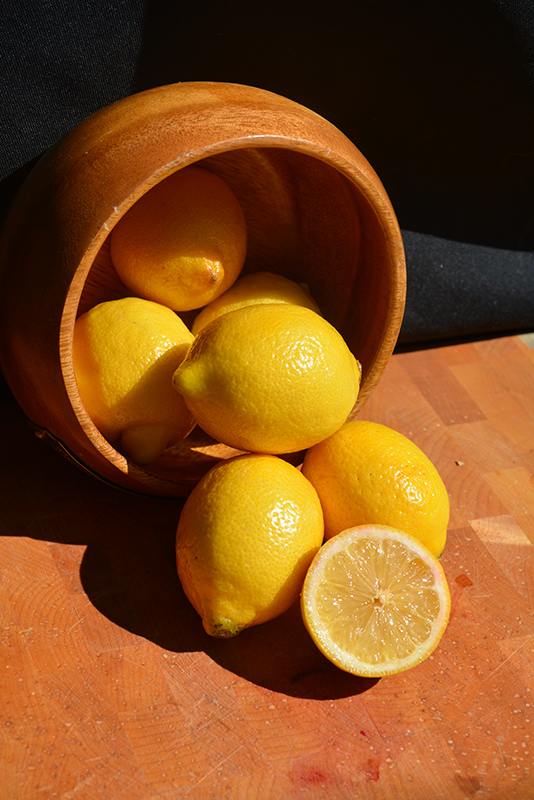 Meyer Lemon (Citrus x meyeri) at Pesche's Garden Center