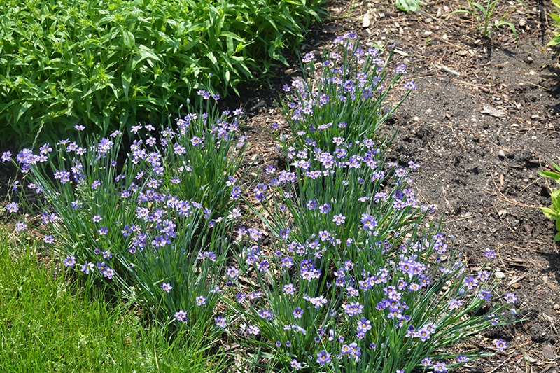 Lucerne Blue-Eyed Grass (Sisyrinchium angustifolium 'Lucerne') at Pesche's Garden Center
