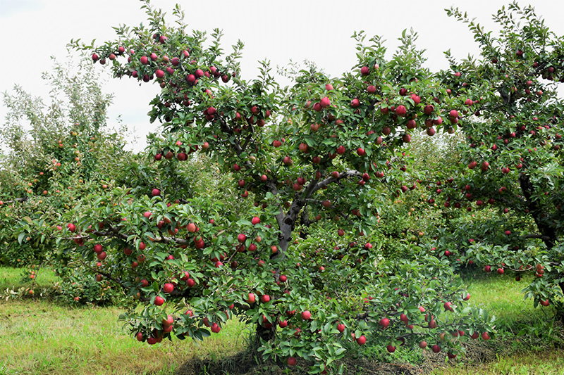 Red Delicious Apple (Malus 'Red Delicious') at Pesche's Garden Center