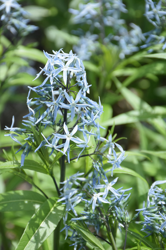 Narrow-Leaf Blue Star (Amsonia hubrichtii) at Pesche's Garden Center