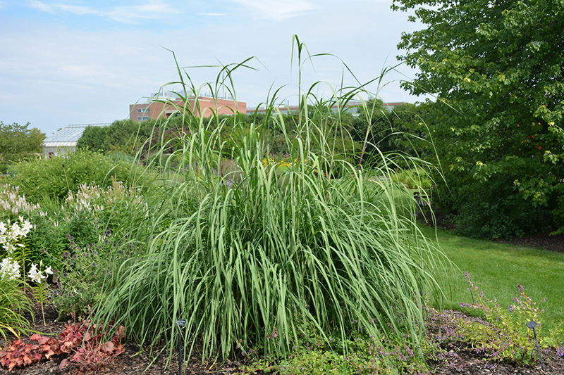 Ravenna Grass (Saccharum ravennae) at Pesche's Garden Center