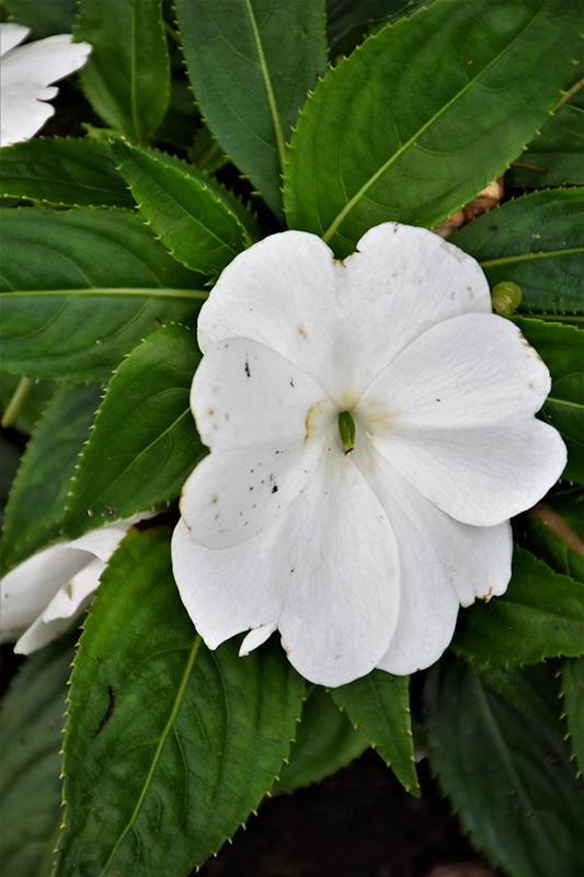 Magnum Clear White New Guinea Impatiens (Impatiens 'Magnum Clear White') at Pesche's Garden Center