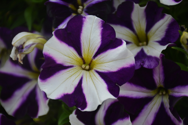 Amore Purple (Petunia 'Amore Purple') at Pesche's Garden Center