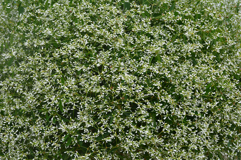 Diamond Mountain Euphorbia (Euphorbia 'Diamond Mountain') at Pesche's Garden Center