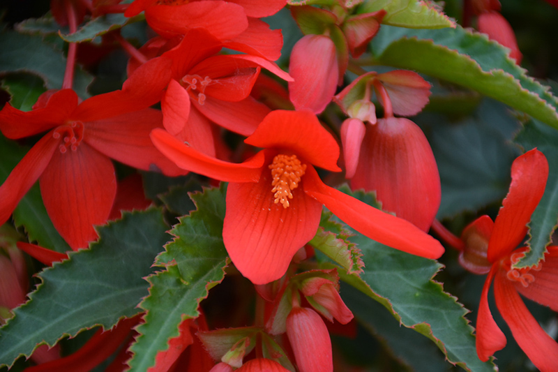 Bossa Nova Red Shades Begonia (Begonia boliviensis 'Bossa Nova Red Shades') at Pesche's Garden Center