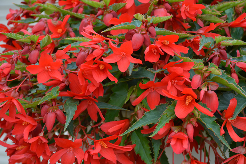 Bossa Nova Red Shades Begonia (Begonia boliviensis 'Bossa Nova Red Shades') at Pesche's Garden Center