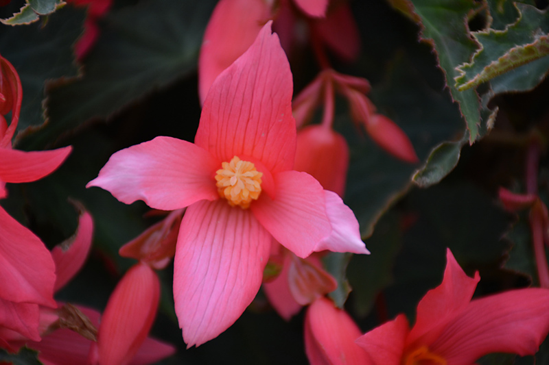 Bossa Nova Pink Glow Begonia (Begonia boliviensis 'Bossa Nova Pink Glow') at Pesche's Garden Center