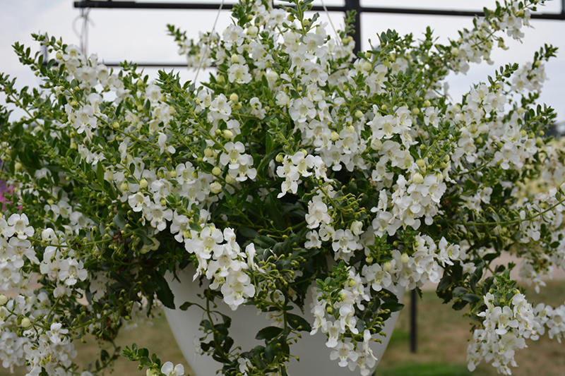 Angelface Cascade White Angelonia (Angelonia angustifolia 'ANCASWHI') at Pesche's Garden Center