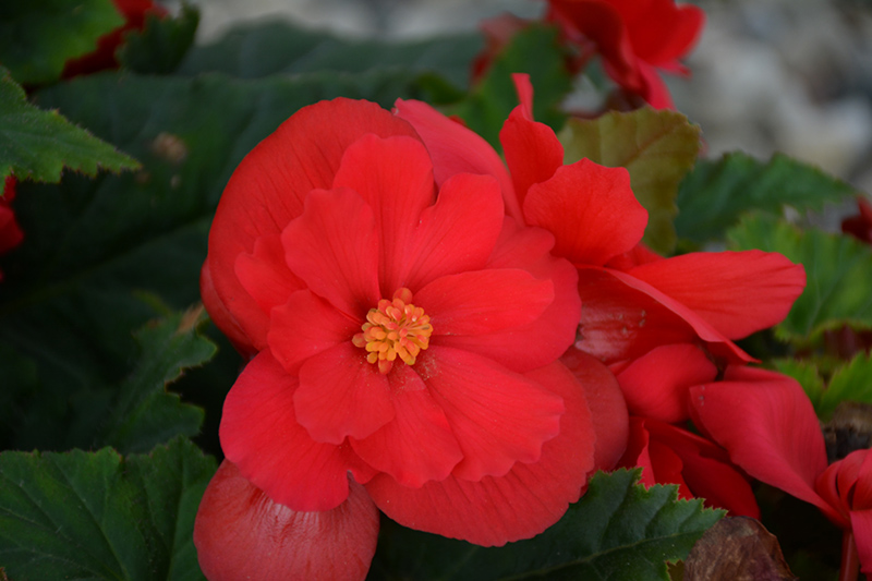 Nonstop Red Begonia (Begonia 'Nonstop Red') at Pesche's Garden Center