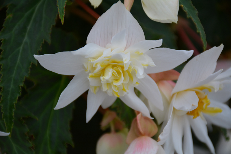 Funky White Begonia (Begonia 'Funky White') at Pesche's Garden Center