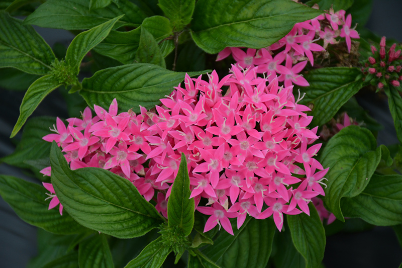 Lucky Star Deep Pink Star Flower (Pentas lanceolata 'PAS1187213') at Pesche's Garden Center