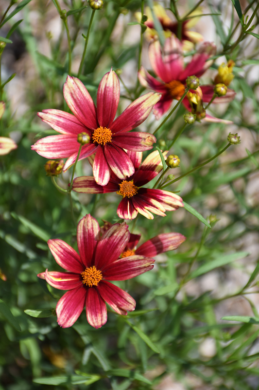 Lil' Bang Red Elf Tickseed (Coreopsis 'Red Elf') at Pesche's Garden Center