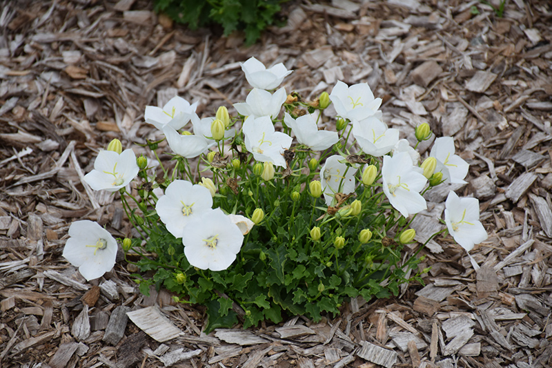 Pearl White Bellflower (Campanula carpatica 'Pearl White') at Pesche's Garden Center