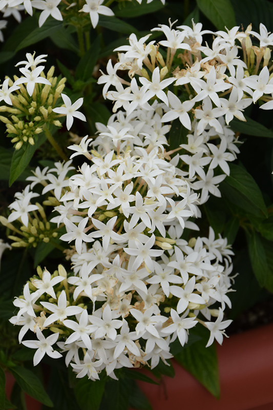 Lucky Star White Star Flower (Pentas lanceolata 'PAS1284142') at Pesche's Garden Center