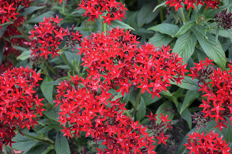 Lucky Star Dark Red Star Flower (Pentas lanceolata 'PAS1231189') at Pesche's Garden Center