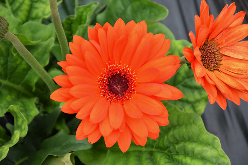 Bengal Orange with Eye Gerbera Daisy (Gerbera 'Bengal Orange with Eye') at Pesche's Garden Center