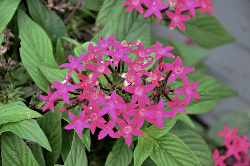 BeeBright Violet Star Flower (Pentas lanceolata 'BeeBright Violet') at Pesche's Garden Center