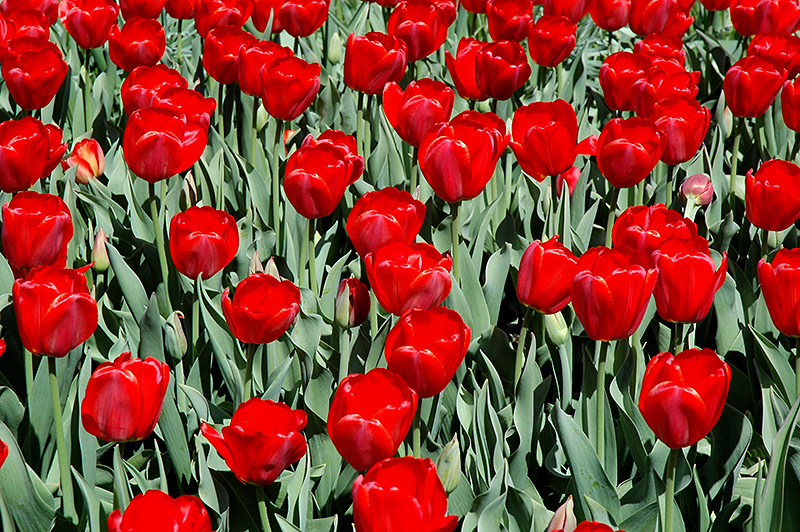 Parade Tulip (Tulipa 'Parade') at Pesche's Garden Center