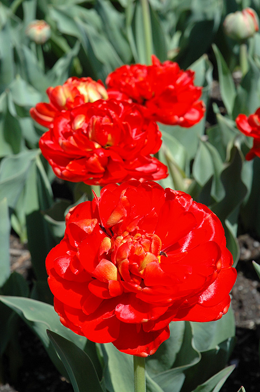 Miranda Tulip (Tulipa 'Miranda') at Pesche's Garden Center