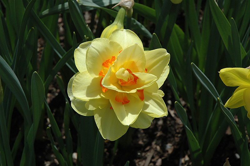 Tahiti Daffodil (Narcissus 'Tahiti') at Pesche's Garden Center